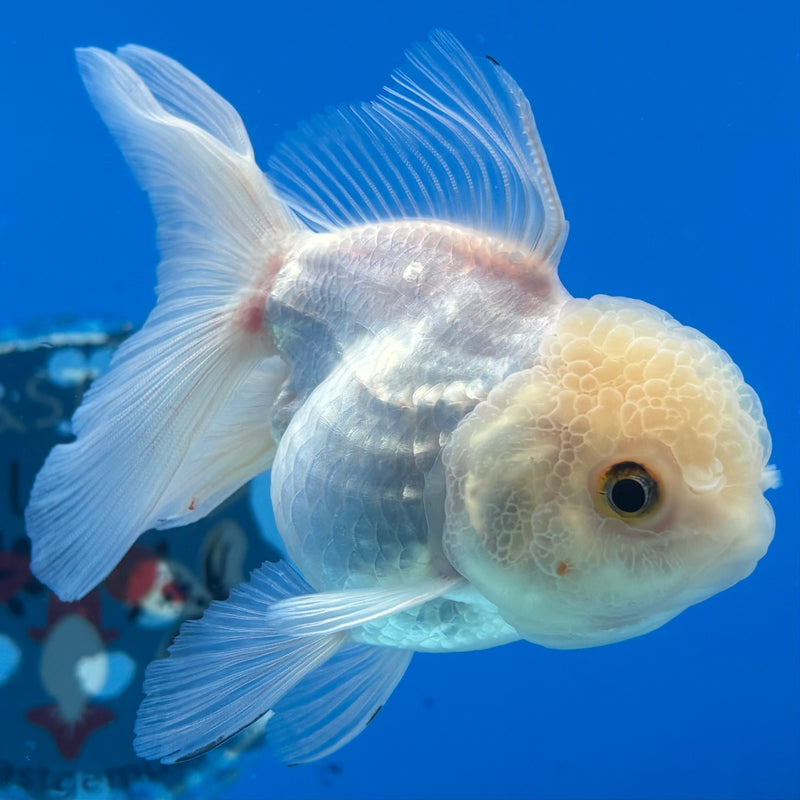 Thai Oranda White 3” Body Female(CK-981)R3B08