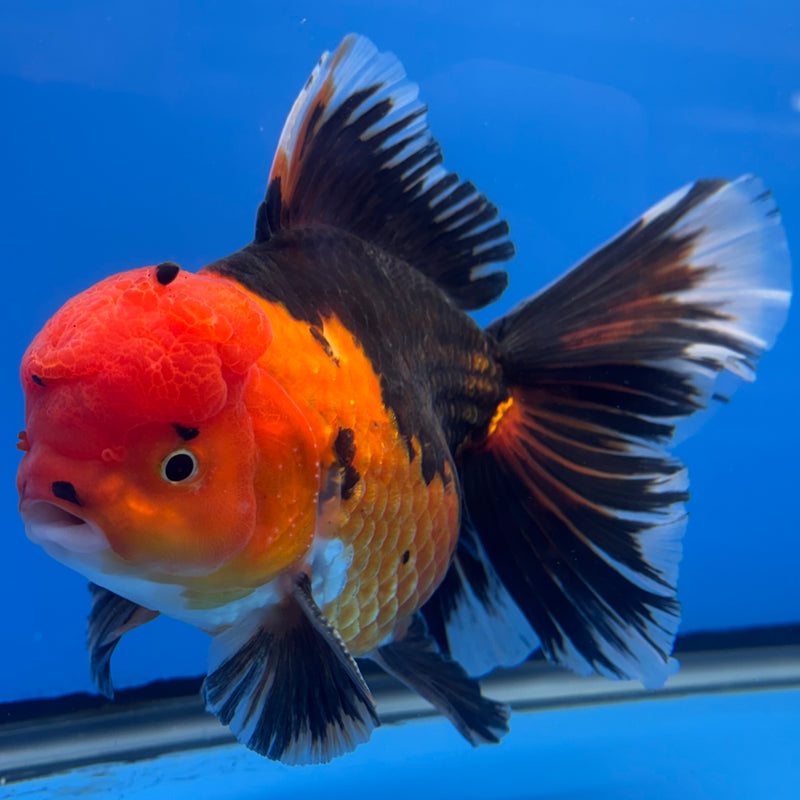 Thai Oranda AA JUMBO Apache 4.5” Body Male(AA-CK-1348)R1BLUETUB3
