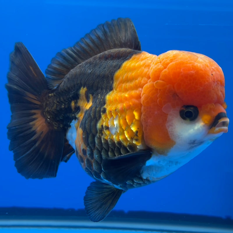 Thai Premium Oranda Yuanbao Apache 4” Body Male(CK-760)R1BlueTub4