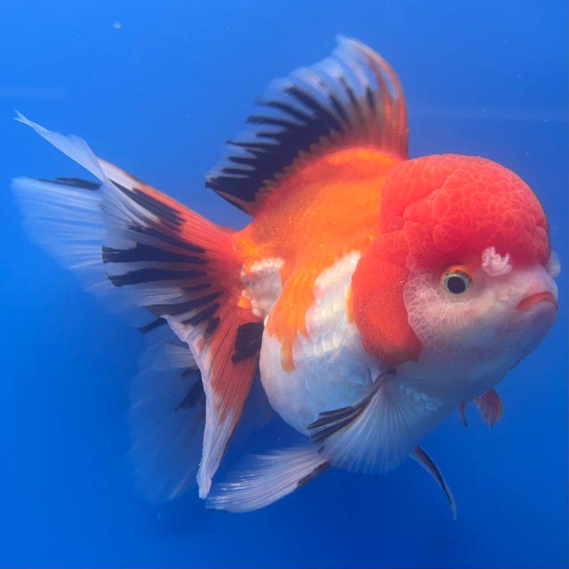 Thai Oranda Apache 3.5” Body Female(CK-794)R1B04