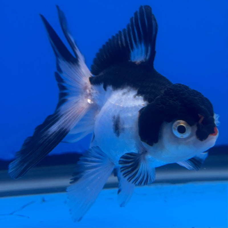 Thai Oranda Panda 2.5” Body Male(CK-1242)R3B10