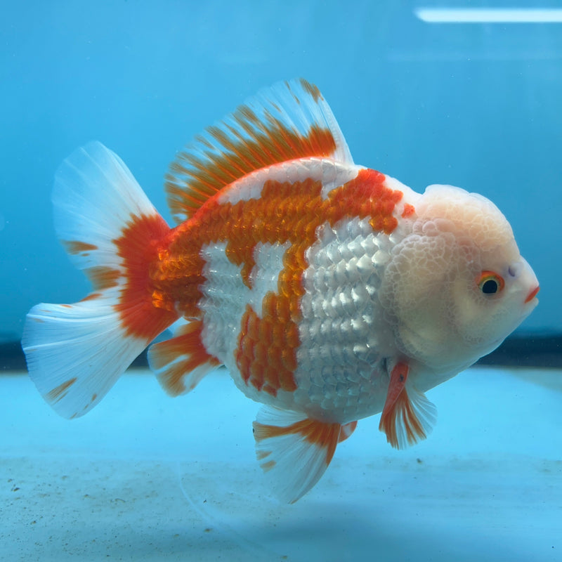 Thai Premium Jumbo Red/White Lemon Head Short Tail Giant Breed 5.00 inch Body Oranda Male (CRP-JO1010)
