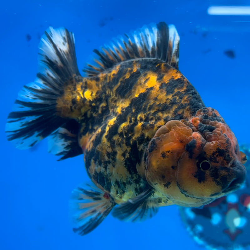 Thai Oranda Calico Tiger 3.5” Body Female(CK-1515)BLUETUB-D