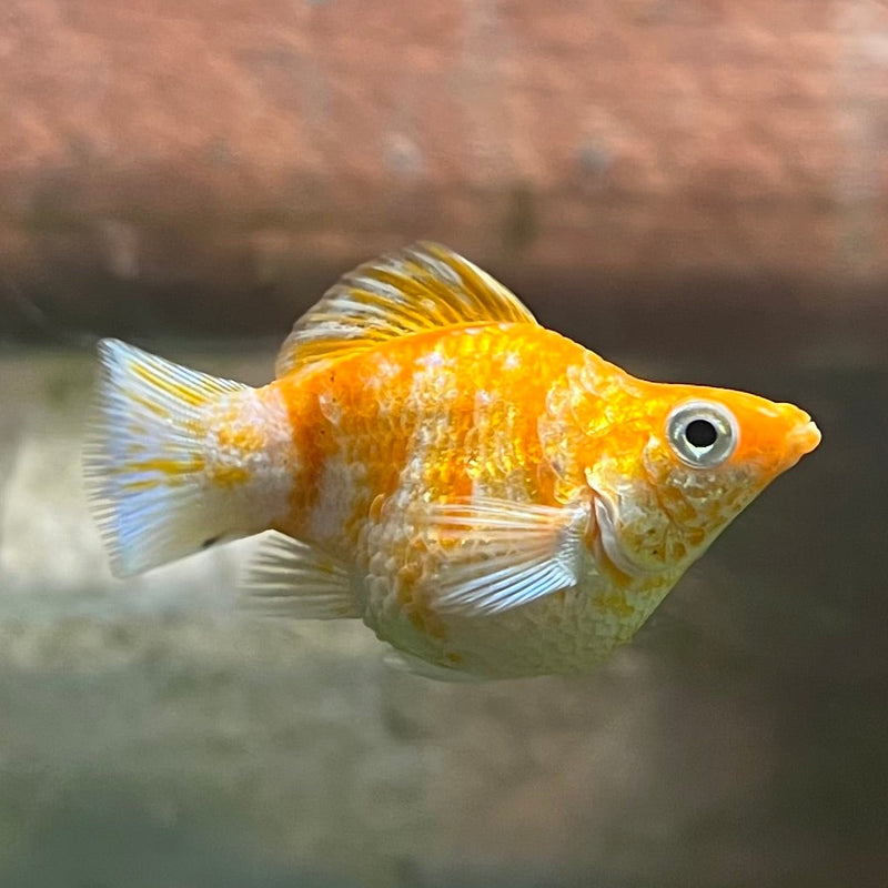 High Grade Sakura Balloon Molly (Poecilia sphenops)