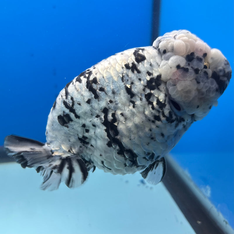 Thai Ranchu White Tiger 4.5” Body Female(BIN-CK-1037)R1BLUETUB2