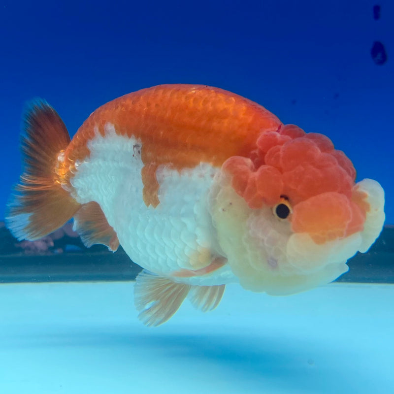 Thai Ranchu Red/White 3.5” Body Female(CK-1127)R1B05