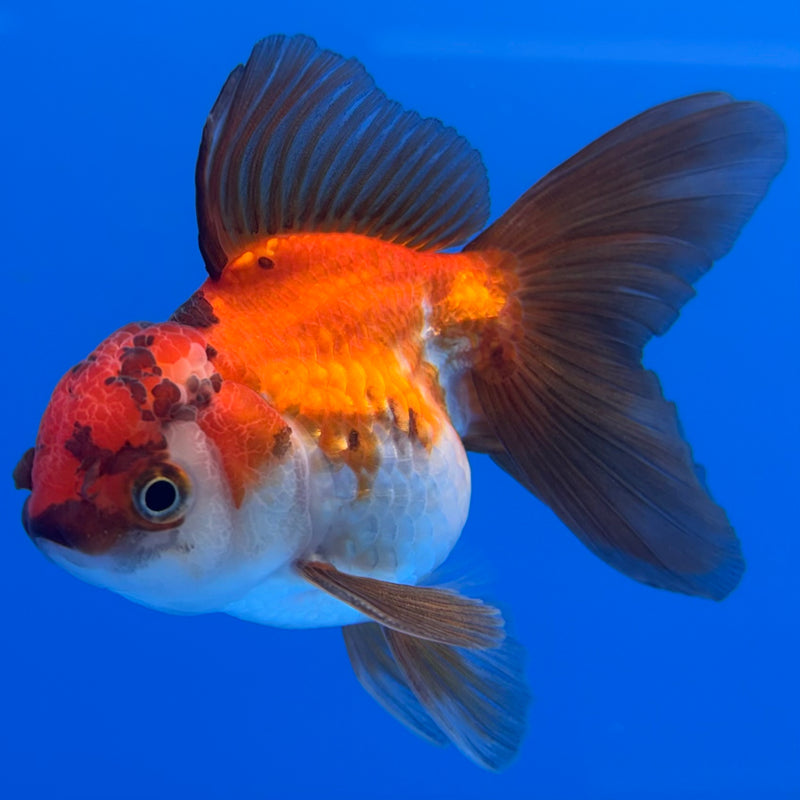 Thai Oranda Tri-Color 2.5” Body Male(CK-1305)R3B17