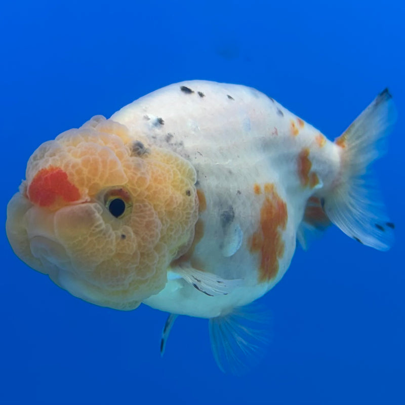 Thai Ranchu Lemon Head Calico 3” Female(CK-1497)R3A13