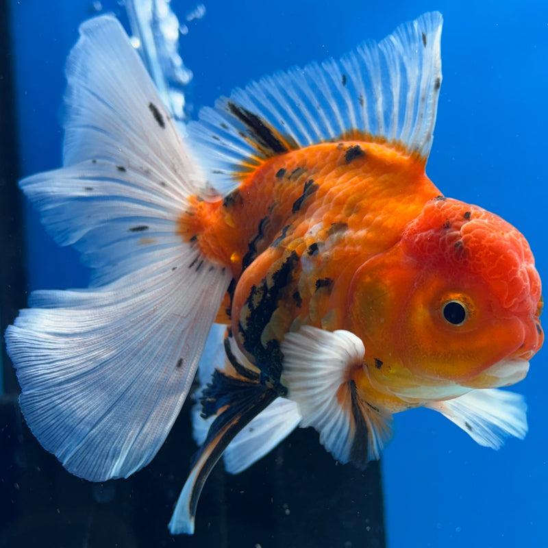 Thai Oranda Red Calico 3” Body Male(CK-617)R1B02
