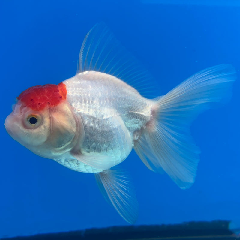 Thai Oranda White Body Red Cap 2.5" Male(CK-1528)R3B13