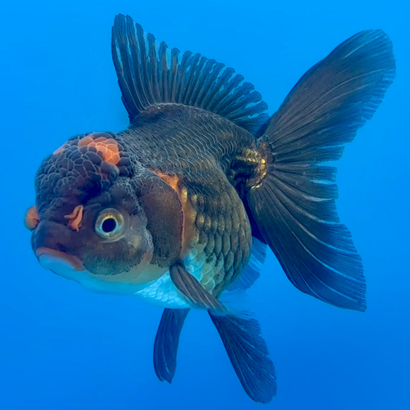 Thai Oranda Black Body Red Cap 3” Body Female(CK-700)R1B07