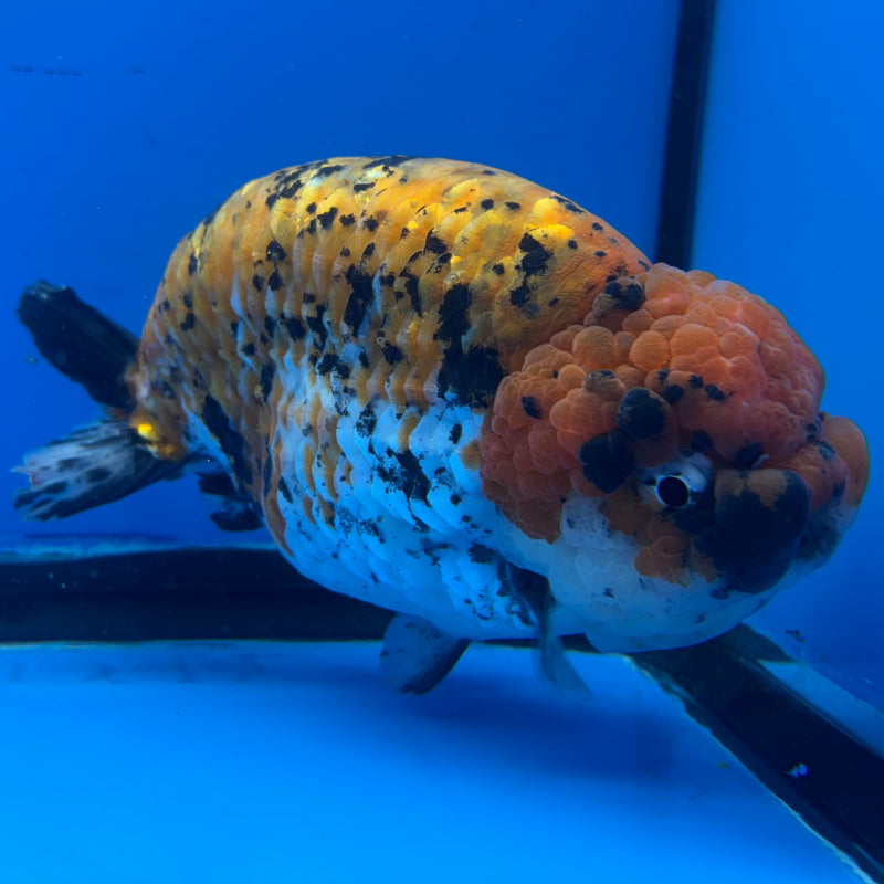 Thai Super Jumbo Calico Ranchu 6” Body Male(CK-CRP-JO1135)