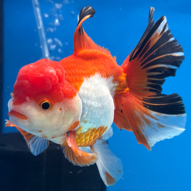 Thai Oranda Tri-Color 3.5” Body Male(QGF-CK-1090)SHOWTANK