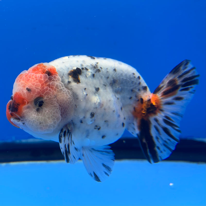 Thai Ranchu Tri-Color Calico 3.5” Body Male(CK-942)R2C03