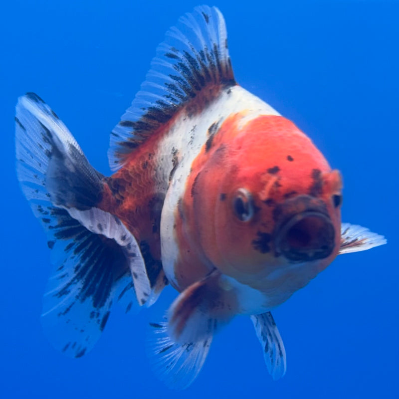 Thai Oranda SHOGUN 3” Body Male(CK-800)R1B04