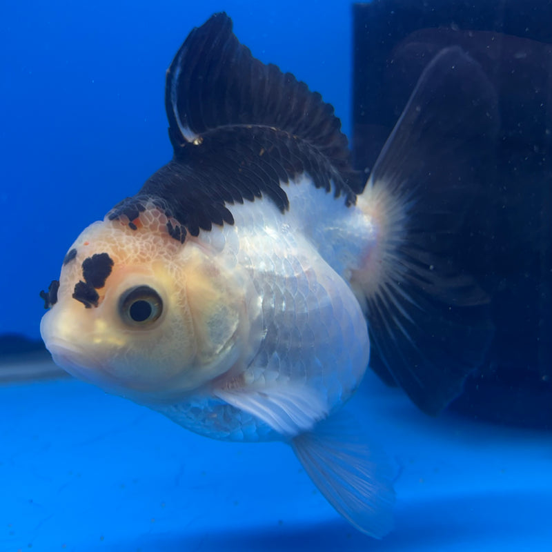 Thai Oranda Panda 4” Body Female(CK-817)R1B04