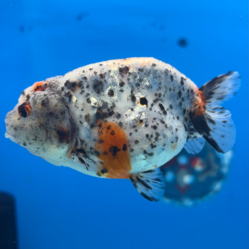 Thai Ranchu Tri-Color Calico 3.5” Body Female(CK-939)R2C03