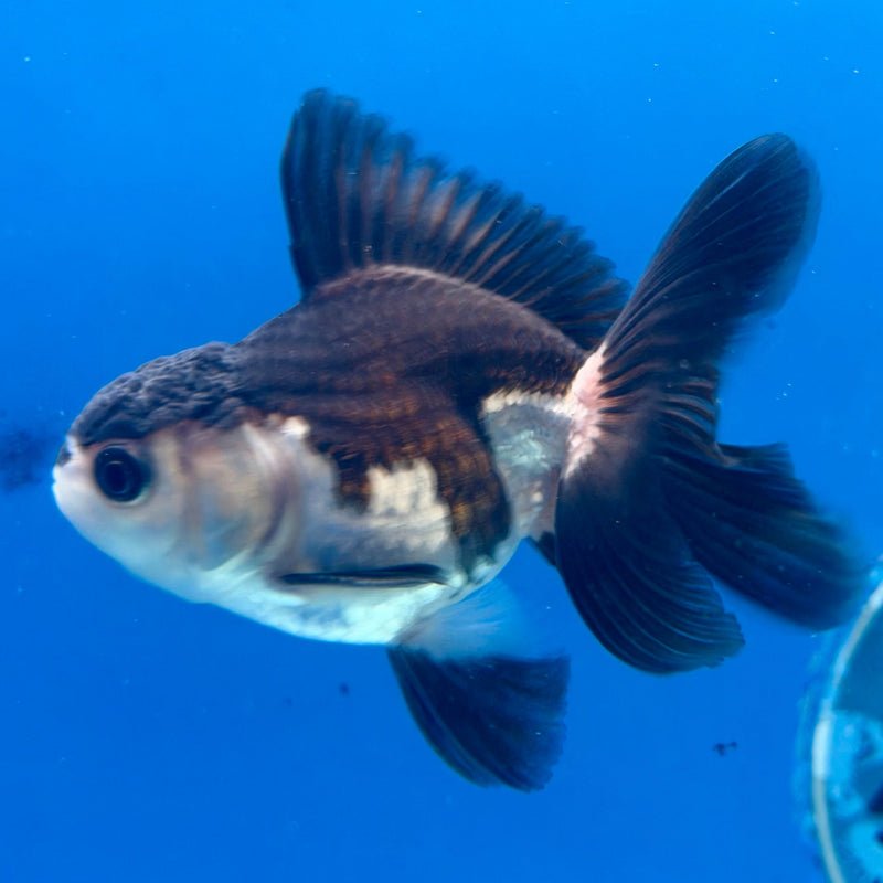 Thai Oranda Panda 2.5” Male (FEB-320)R3B08