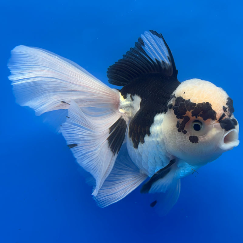 Thai Oranda AA JUMBO Panda 4” Body Female(AA-CK-1352)R1BLUETUB3