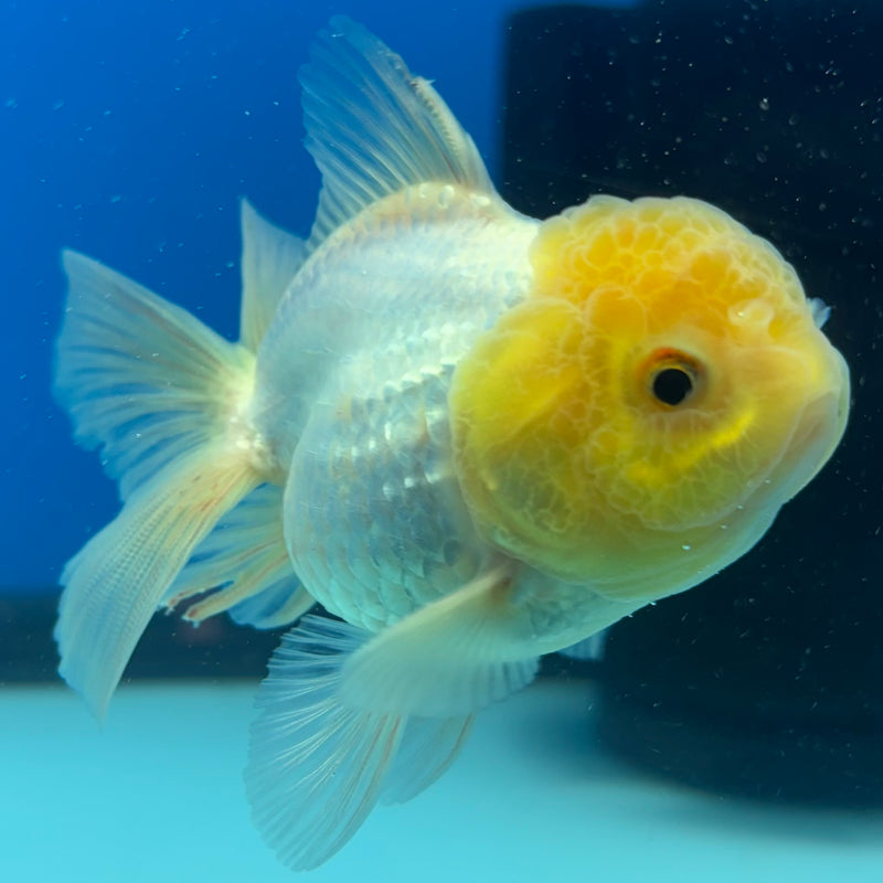 Thai Oranda Lemon Head White 2.5" Male (CK-1526)R3B13