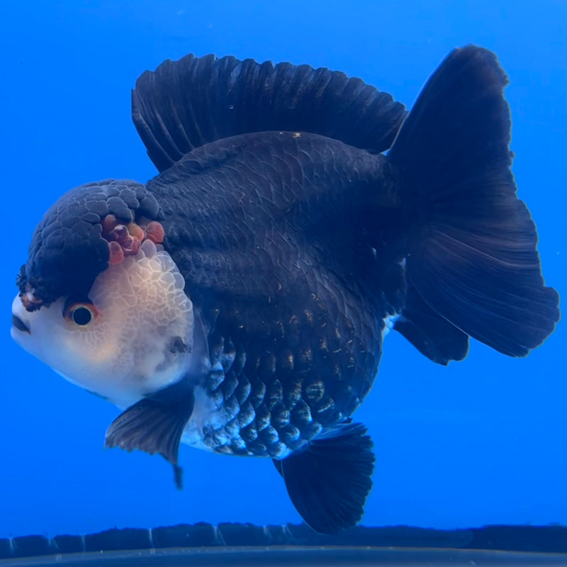 Thai Premium Oranda Yuanbao Panda 4” Body Male(CK-747)R1BlueTub4