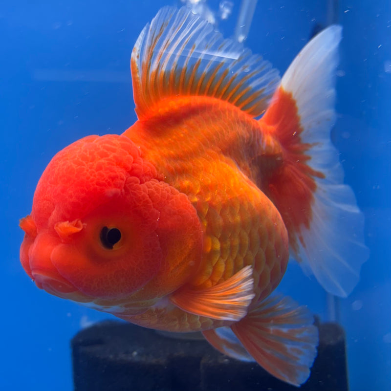 Thai Oranda Red/White 4” Body Female(CK-813)R1A02
