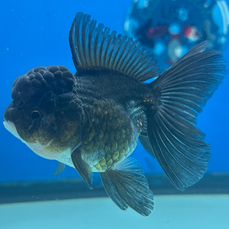 Thai Oranda Panda 2.5” Body Female(CK-902)R3B16