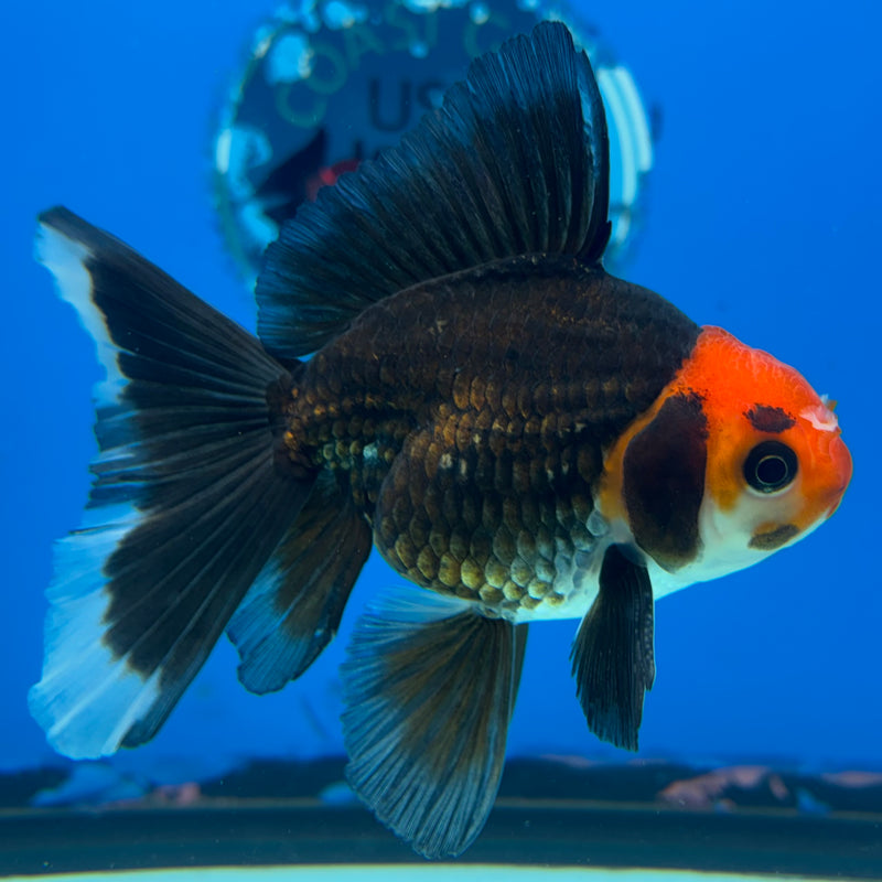 Thai Oranda Black Body Red Cap 3” Body Male(CK-869)R3A15