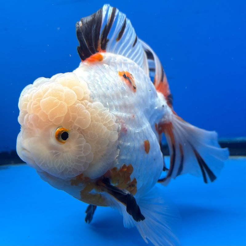 Thai Oranda Tri-Color RoseTail 4.5” Body Female(NKT-CK-1034)SHOWTANK2