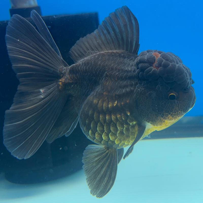 Thai Oranda Full Black 3” Body Female(CK-964)R3B12