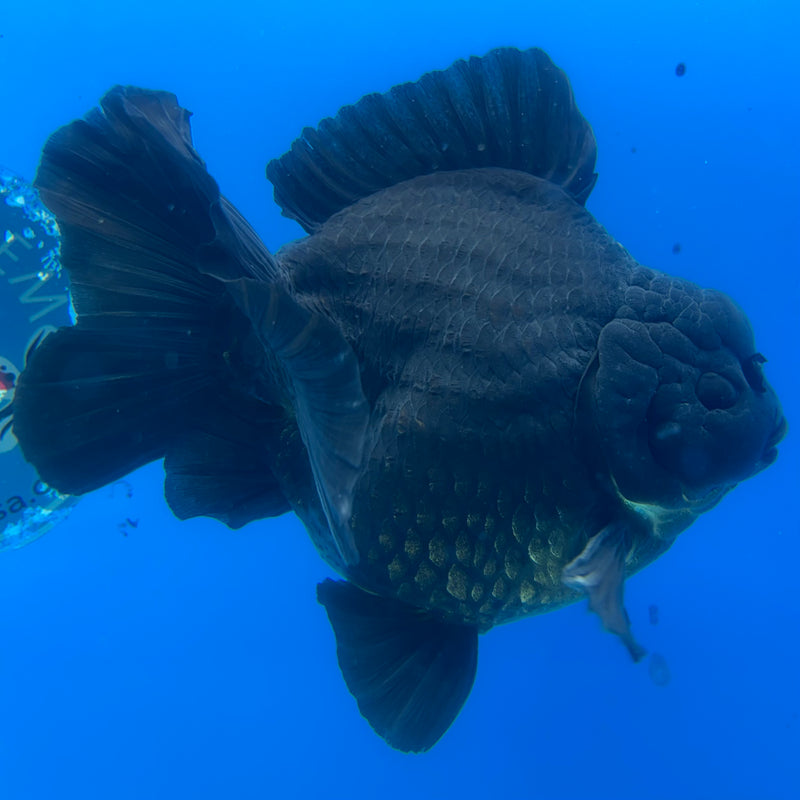 Thai Oranda Full Black 4.5” Body Male(NKT-CK-1035)SHOWTANK2
