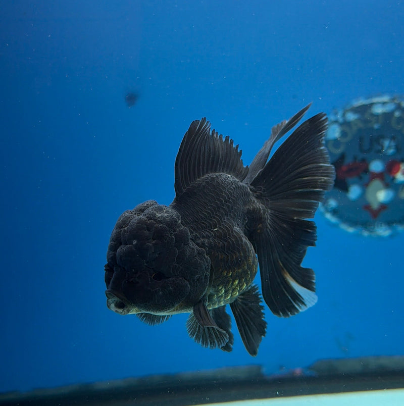 Thai Oranda Super Black 3in Female (FEB-297)R2B06