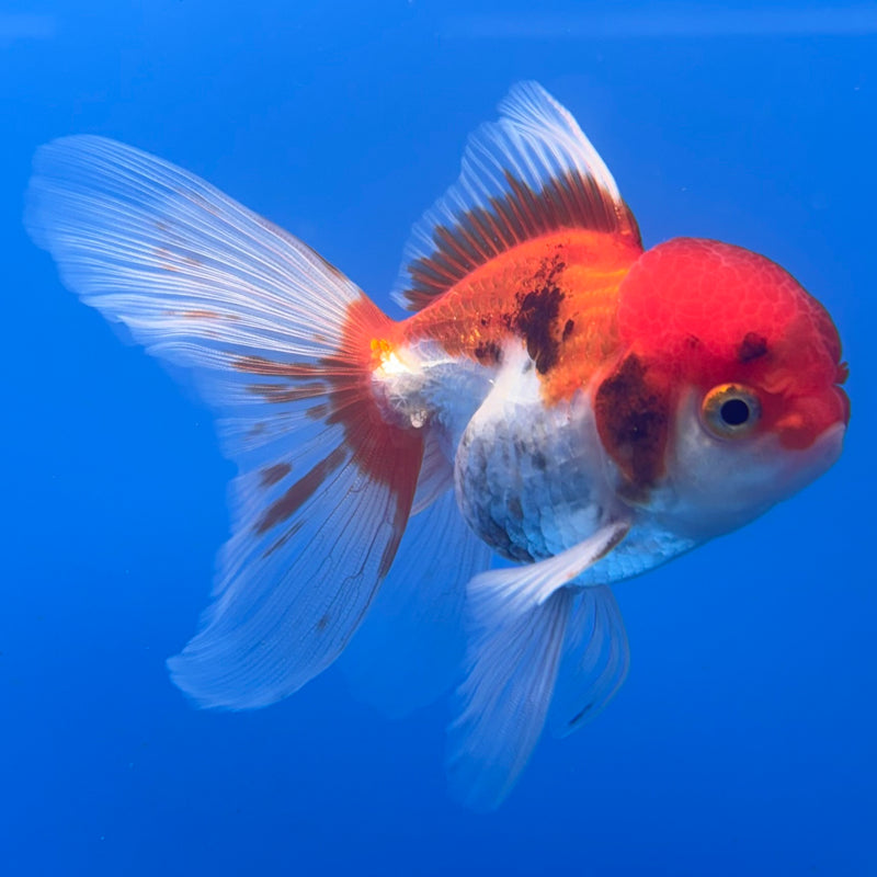 Thai Oranda Tri-Color 2.5” Body Male(CK-1004)R3B18