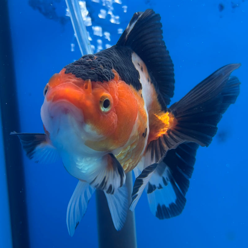 Thai Oranda NOK Apache 3.5” Body Female(NOK-CK-1190)R3B14