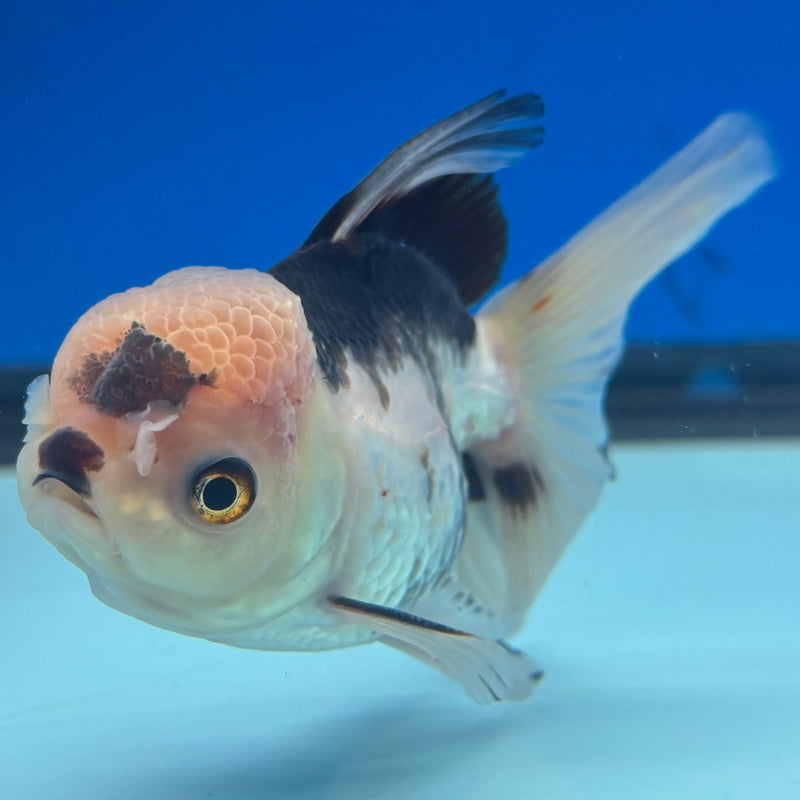 Thai Oranda Panda 2.5” Body Male(CK-1285)R3B02