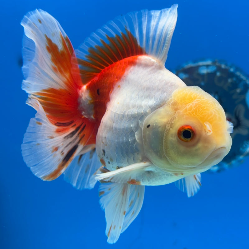 Thai Oranda Lemon Head Tri-Color 3.5” Body Male(QGF-CK-1073)SHOWTANK