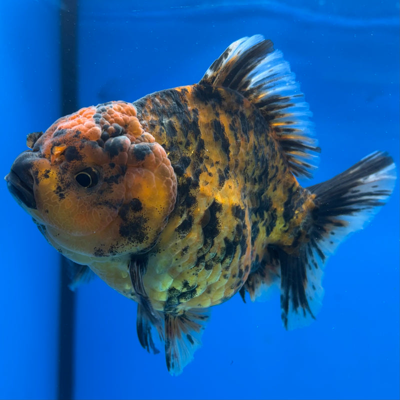 Thai Oranda Calico Tiger 3.5” Body Female(CK-1515)BLUETUB-D
