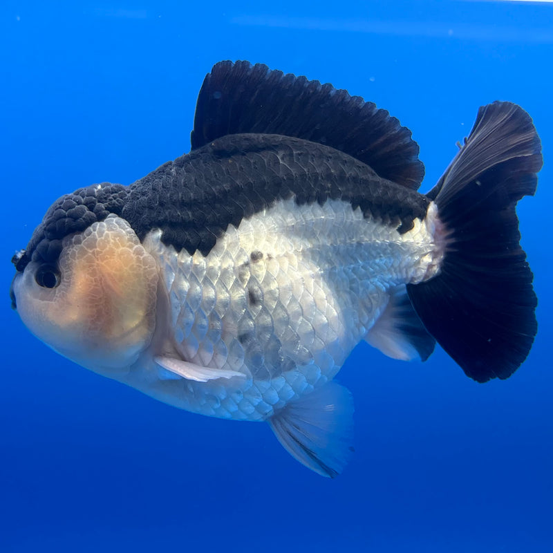 Thai Premium Oranda Yuanbao Panda 4” Body Male(CK-773)R1BlueTub4