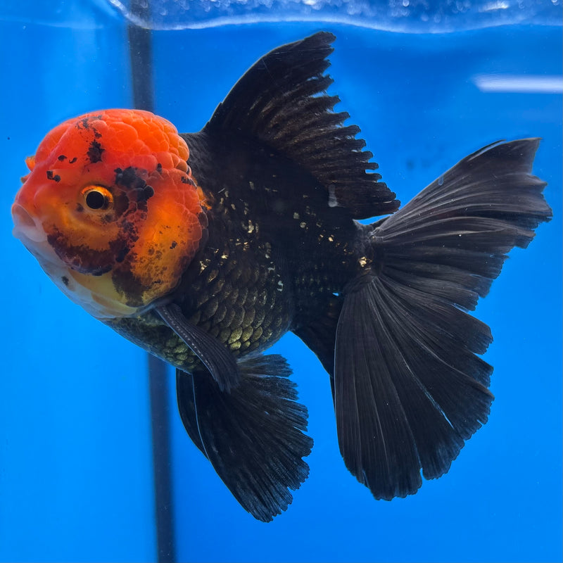 Thai Oranda Black Body Red Cap 3.5" Male(CK-1538)R2A07