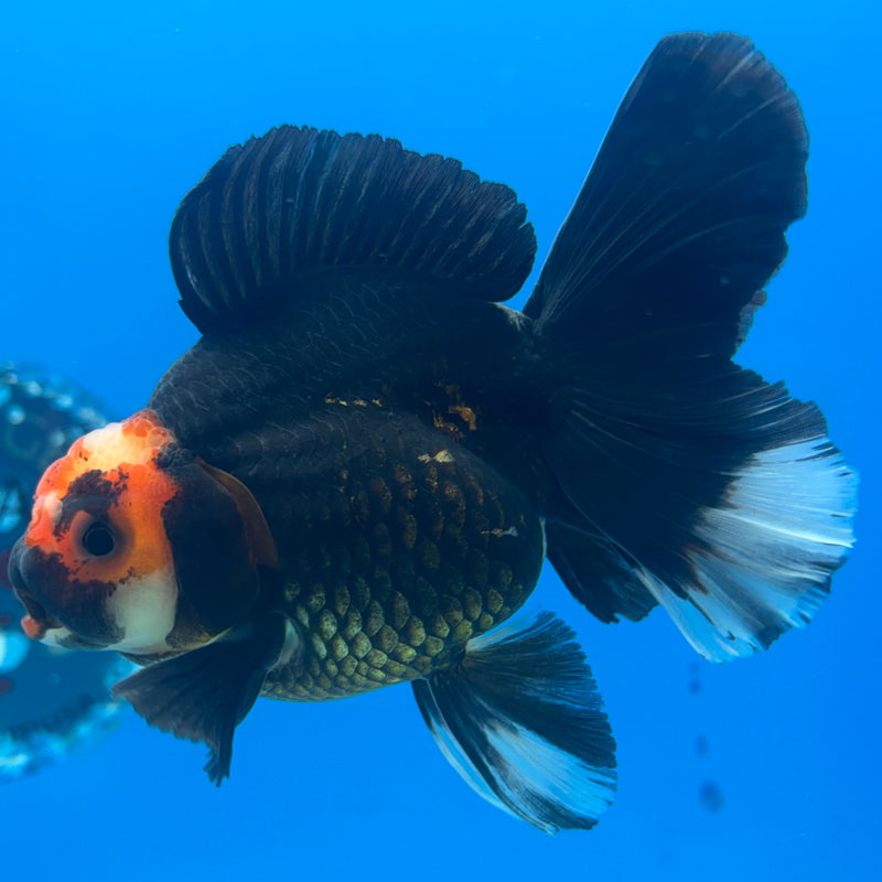 Thai Oranda Black Body Red Cap 3” Body Male(CK-844)R3B19
