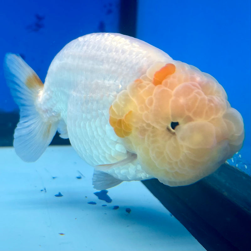 Thai Ranchu Lemon Head Red/White 3.5” Body Male(CK-1133)R1A07