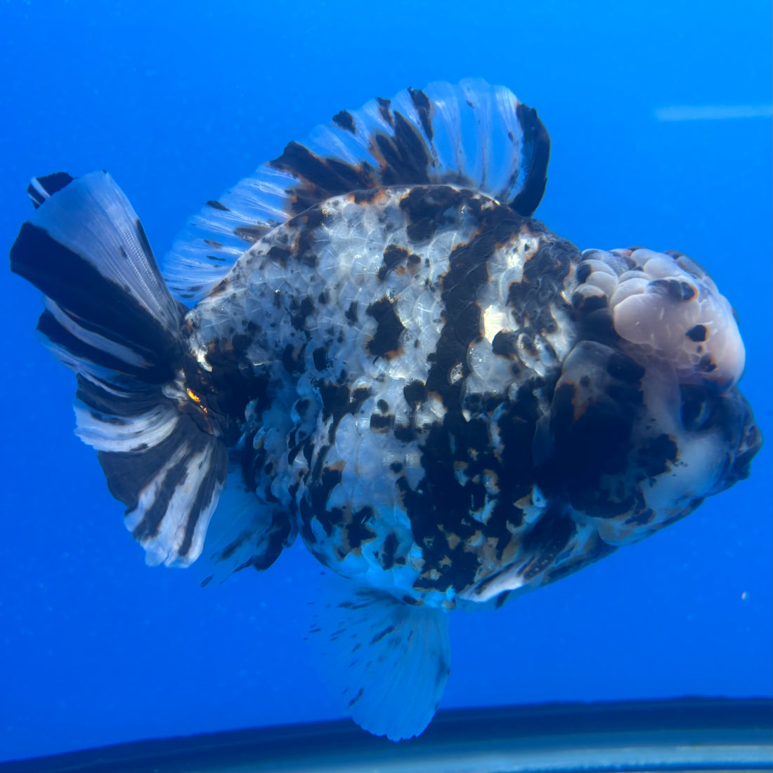 Thai Oranda Tri-Color Tiger 4" Male(NKT-CK-1576)BLUETUB-B