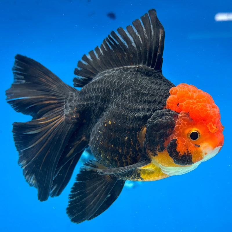Thai Oranda Apache 3.5” Body Male(CK-1507)R2A04