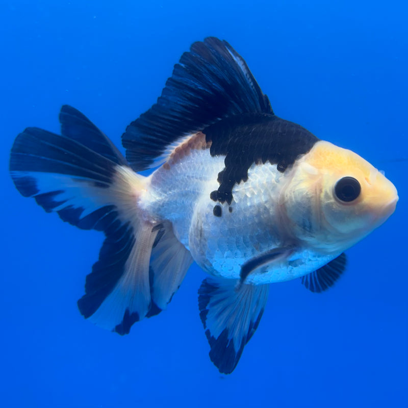 Thai Oranda Panda 3” Body Male(CK-845)R3B19