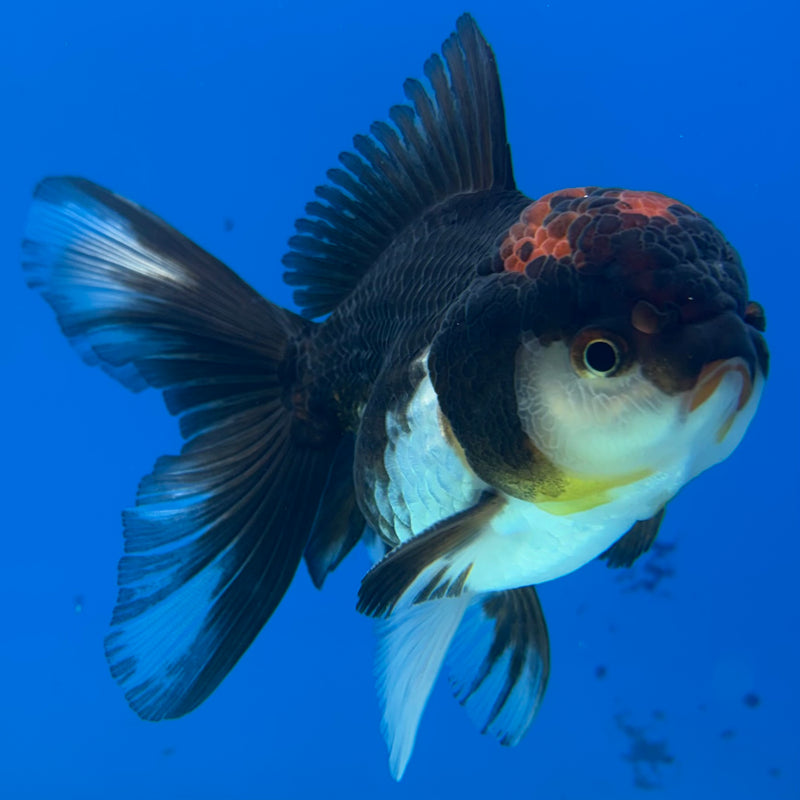 Thai Oranda Tri-Color 3” Body Male(CK-969)R3B21
