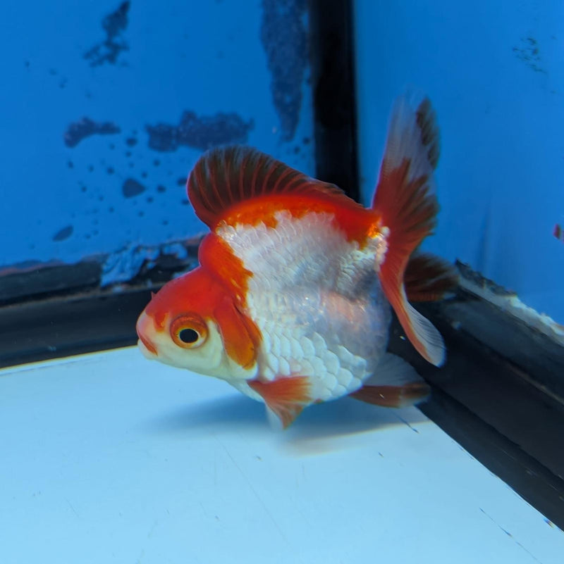 (KP-236) Red & White Thai Ryukin 2.5'' Female Show Quality R3B09