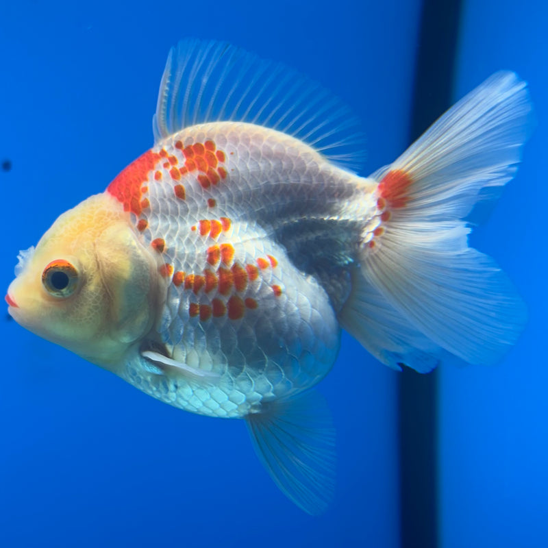 Thai Oranda Lemon Head Red/White 2.5” Body Female(CK-852)R3B18