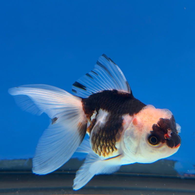 Thai Oranda Tri-Color 2.5” Female (FEB-318)R3B08