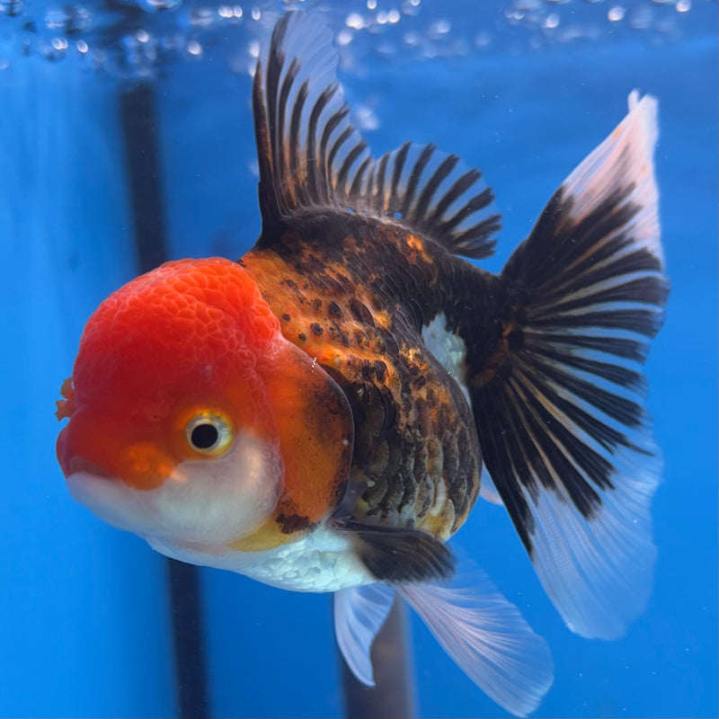 Thai Oranda Apache 3.5” Body Female(CK-910)R1BLUETUB4