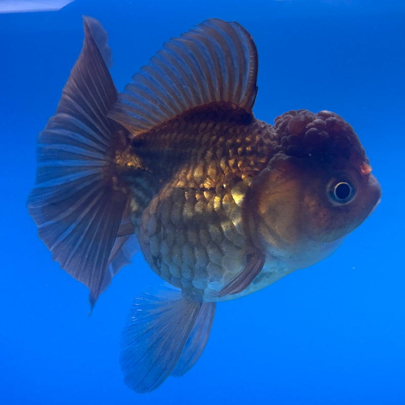 Thai Oranda Full Black/Red Cap 2.5” Body Female(CK-999)R3B20